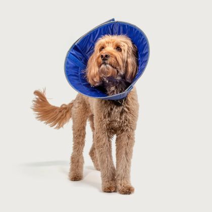 KVP Calmer Collar 